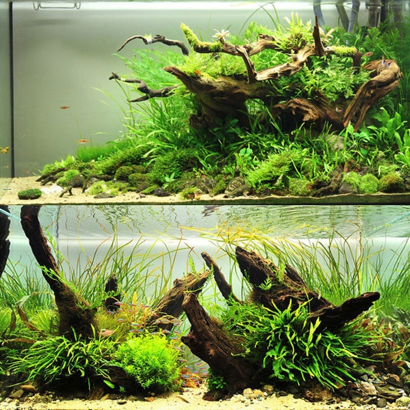 Planted Aquarium With Driftwood - Naturalne drewno zlewozmywakowe do akwarium, mchu,