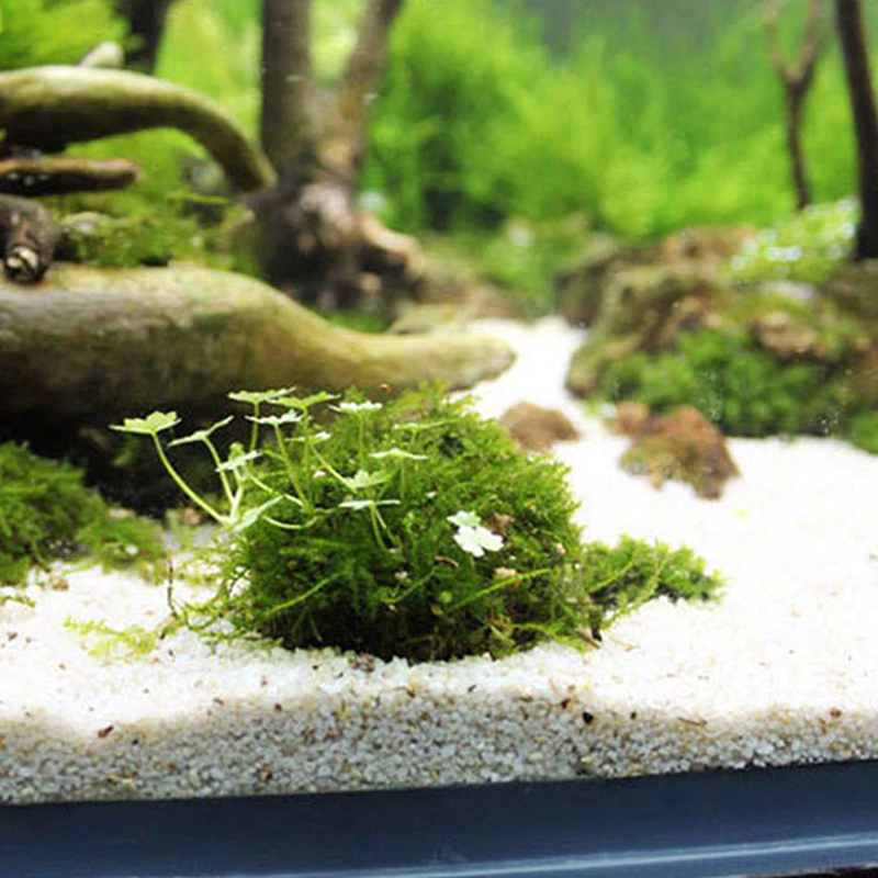 1szt Akwarystyczne artykuły dl – Planted Aquarium Models recenzja i cena