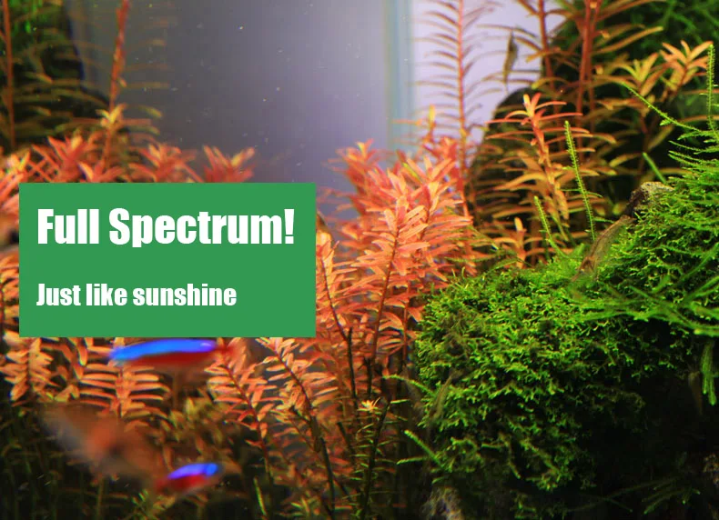 Chihiros C Series ADA Style Pl – Aquarium Plant Growth recenzja i cena