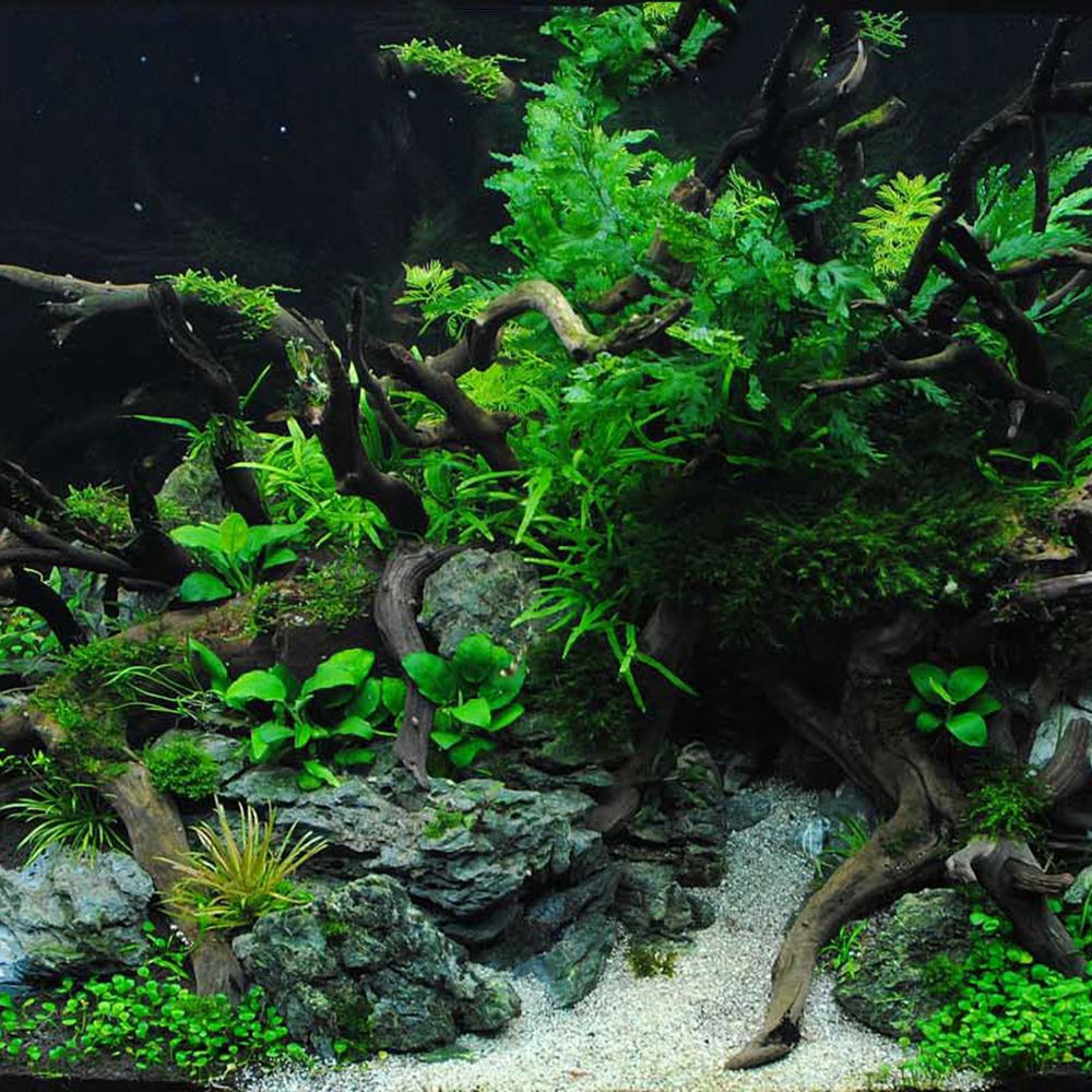 Drewno N1N Dekoracja do akwari – Planted Aquarium With Driftwood recenzja i cena