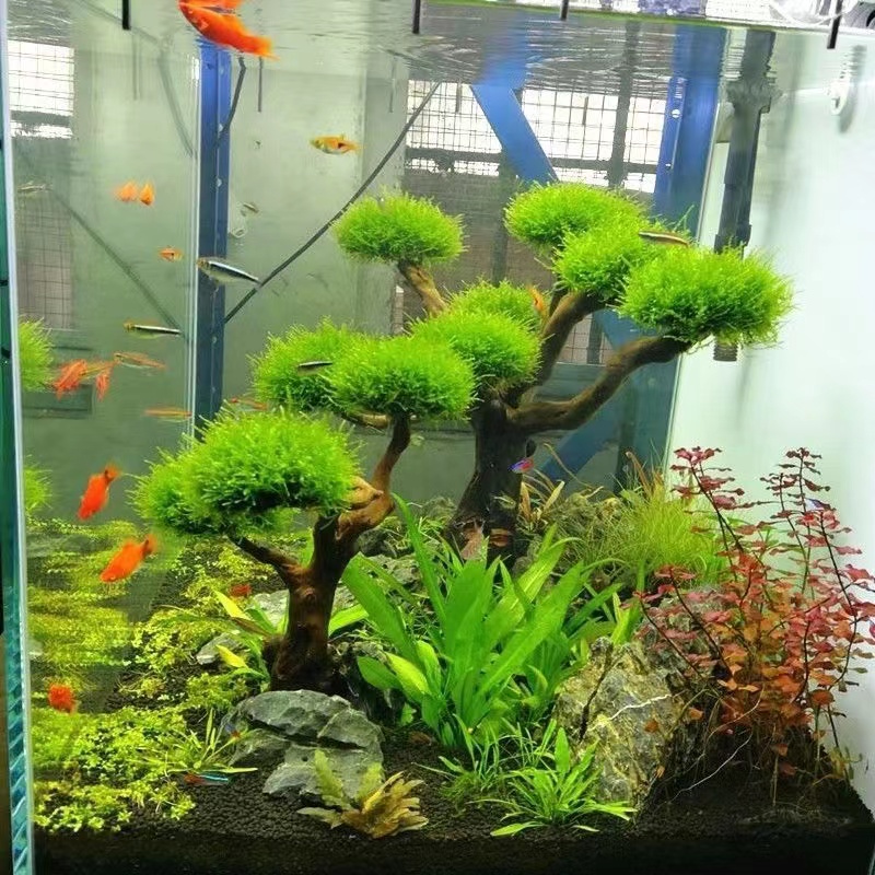 Akwarium ekologizacja rama dre – Planted Aquarium With Driftwood recenzja i cena