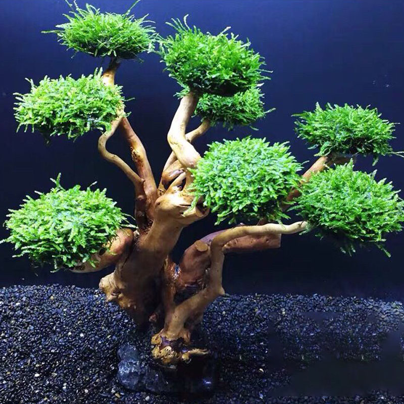 Akwarium ekologizacja rama dre – Planted Aquarium With Driftwood recenzja i cena