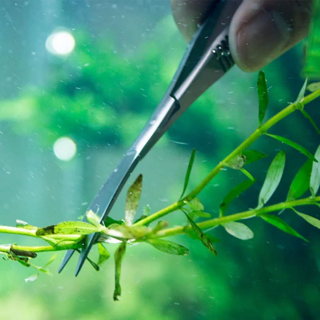 Zakrzywione proste nożyce sprę – Planted Aquarium Tool Kit recenzja i cena