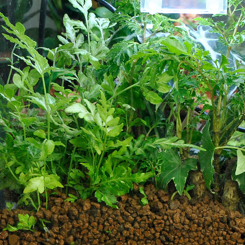 WAJABABY Akadama Soil - Natura – Aquasoil Substrate recenzja i cena