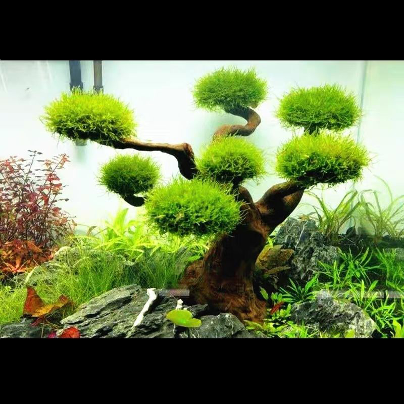 Dekoracja do akwarium, mchu, d – Planted Aquarium With Driftwood recenzja i cena