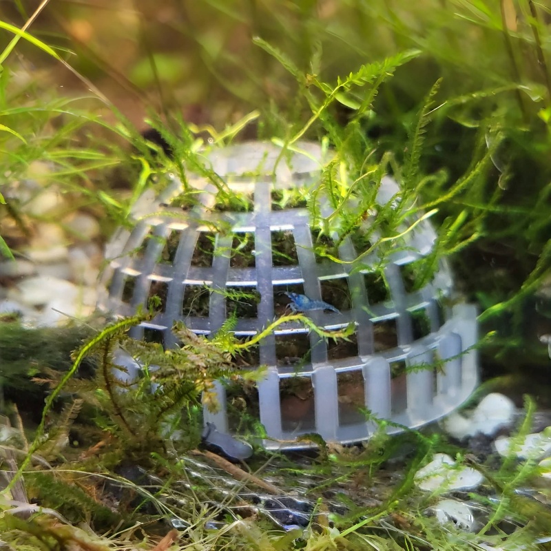 2szt Uchwyt na kulki z mchu ak – Planted Aquarium Models recenzja i cena