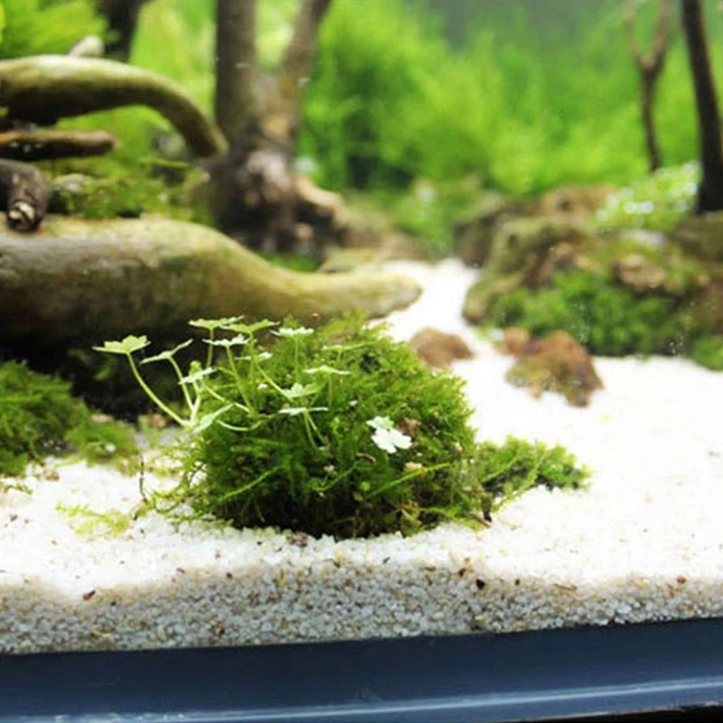 2szt Uchwyt na kulki z mchu ak – Planted Aquarium Models recenzja i cena