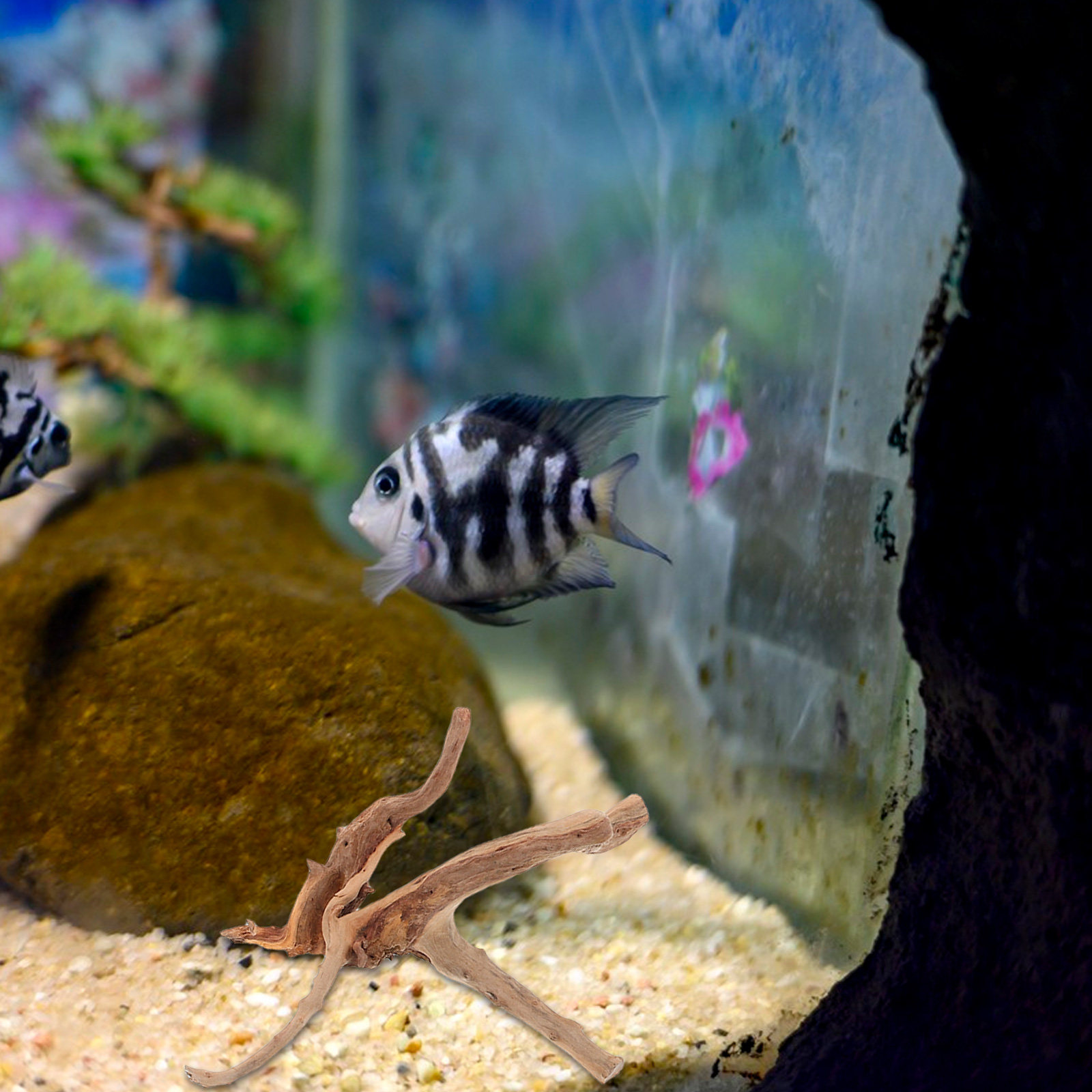 3 szt. ozdobnych gałęzi drzewn – Planted Aquarium With Driftwood recenzja i cena